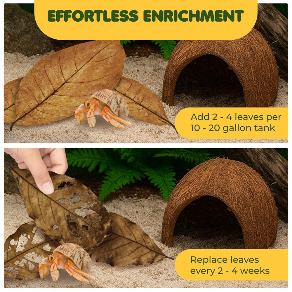 SunGrow catappa leaves raw-nature hand-picked, highlighting natural product quality.