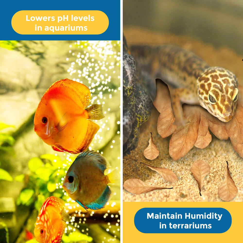 SunGrow catappa leaves shrimp habitat supports healthy coloration and water conditioning.