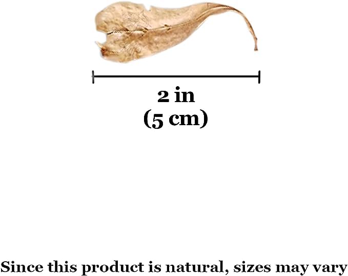 SunGrow Catappa leaves in small jars provide easy decorative use and calm habitat
