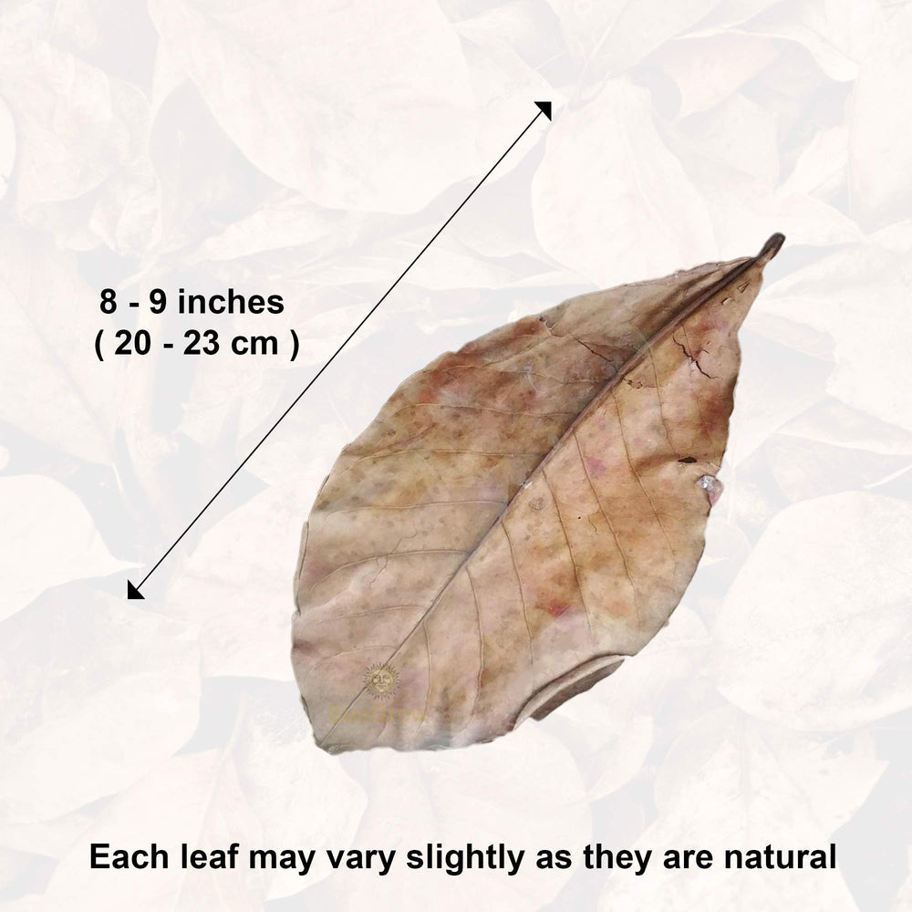 SunGrow Catappa leaves gradually submerge, promoting a calm, natural freshwater habitat.