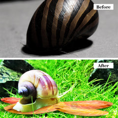 SunGrow catappa leaves tank-aesthetic showcases rustic color contrast in freshwater aquariums.