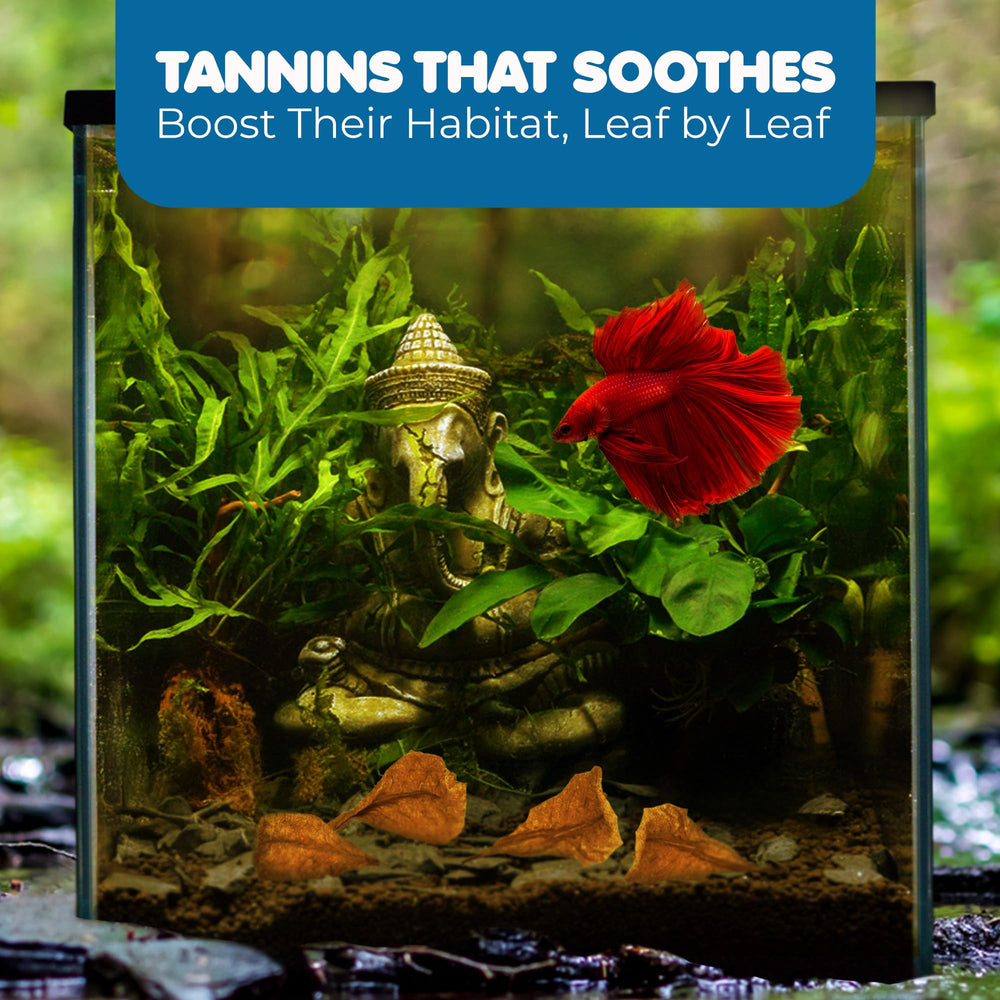 SunGrow Catappa leaves in-tank ambience demonstrates calming effect and aesthetic appeal