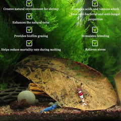 SunGrow Catappa leaves in tank habitat preview, highlighting grazing-friendly leaves.
