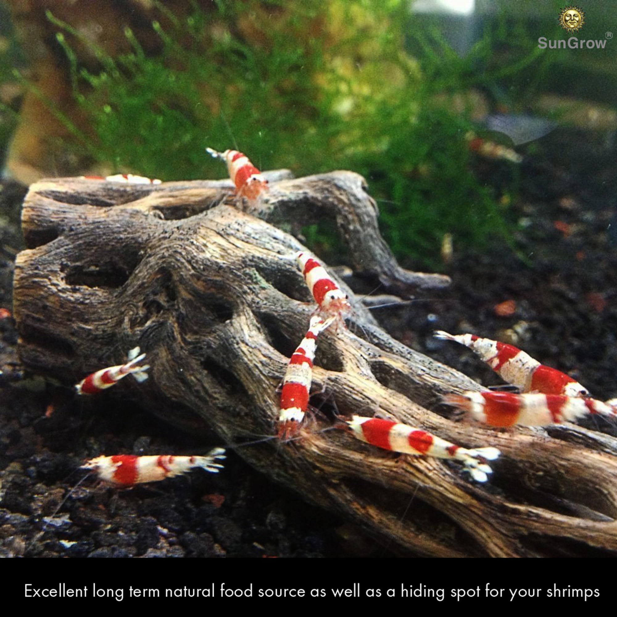 SunGrow Cholla Wood driftwood setup highlights three-pack arrangement for tank decor.