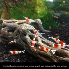 SunGrow Cholla Wood driftwood setup highlights three-pack arrangement for tank decor.