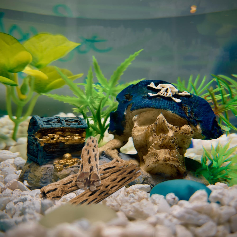 SunGrow Cholla Wood chew-toy supports natural shrimp scavenging behavior.