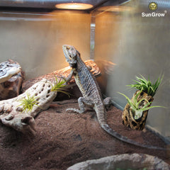 SunGrow Cholla Wood porous logs provide secure shrimp hideaways in tanks.