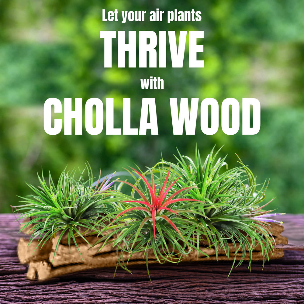 SunGrow Cholla Wood decor adds authentic tropical freshwater appeal.