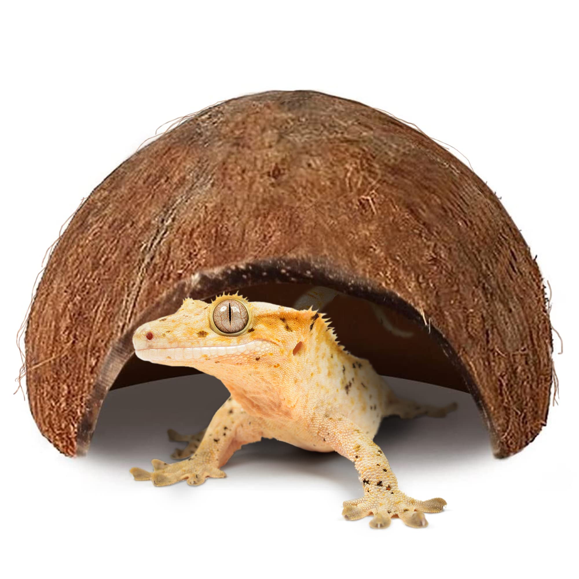SunGrow Coconut Hut crested gecko perching spot supports exercise and enrichment.