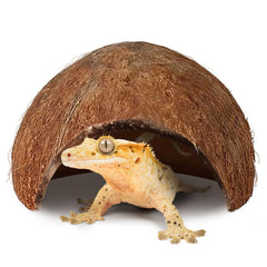 SunGrow Coconut Hut crested gecko perching spot supports exercise and enrichment.