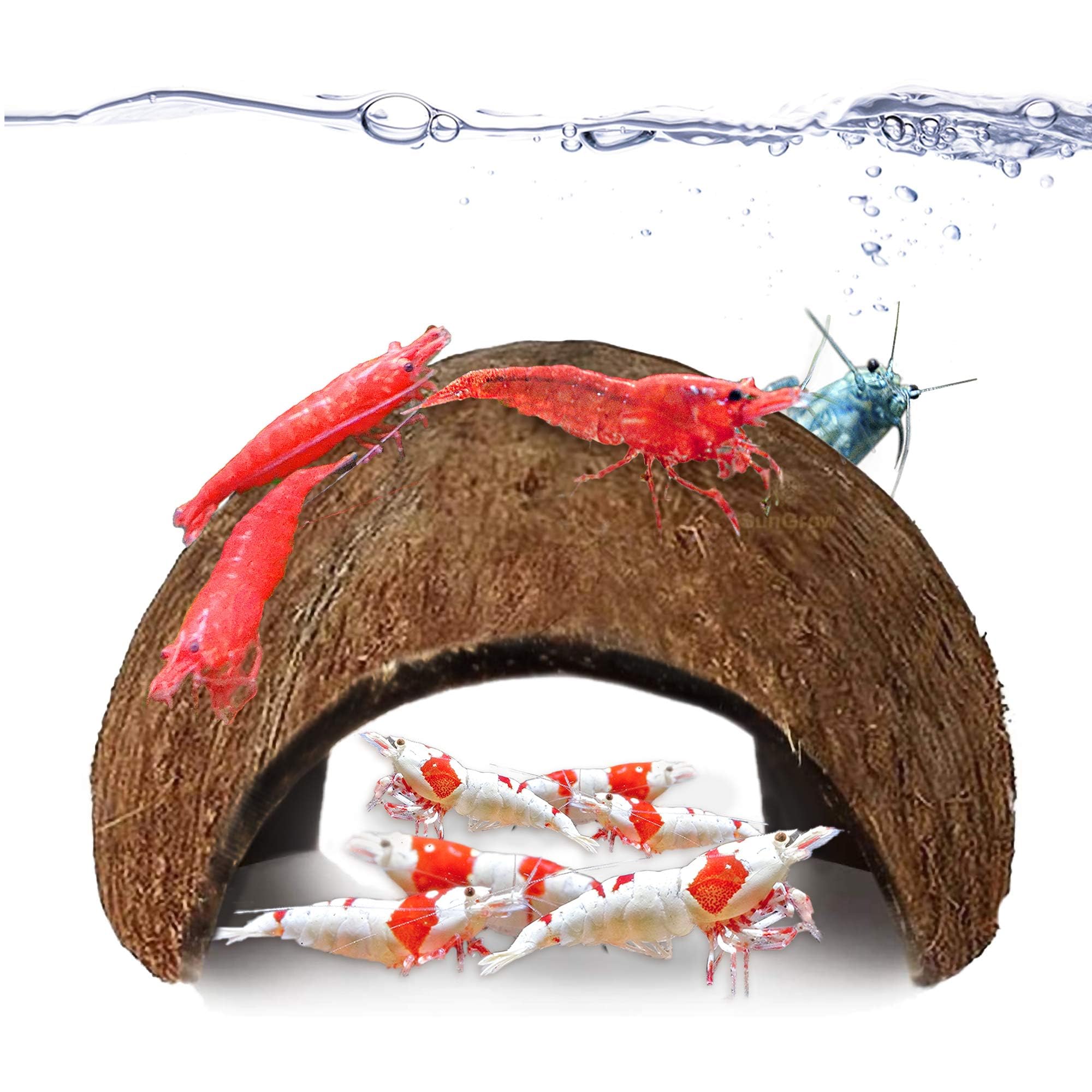 SunGrow Coconut Shrimp Cave tank decor adds natural charm and a cozy shrimp hideout.