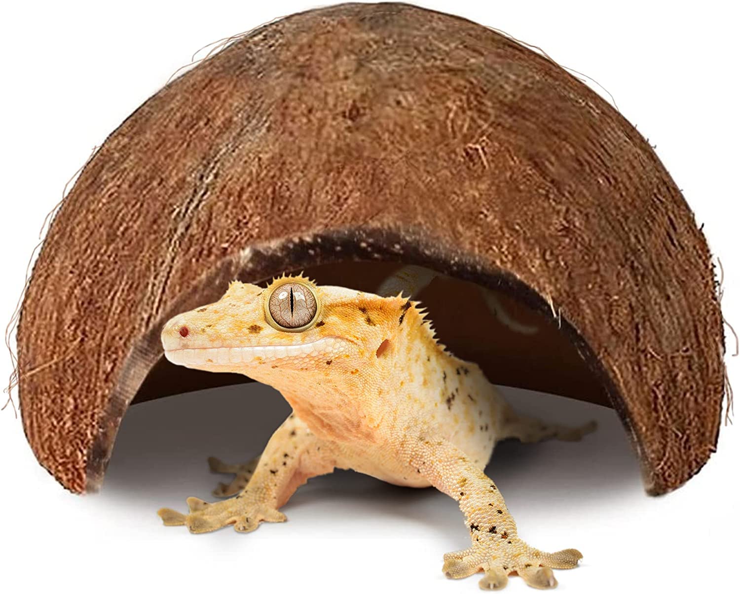 SunGrow Crested Gecko Coconut Huts side view highlights smooth edges for safe perching.