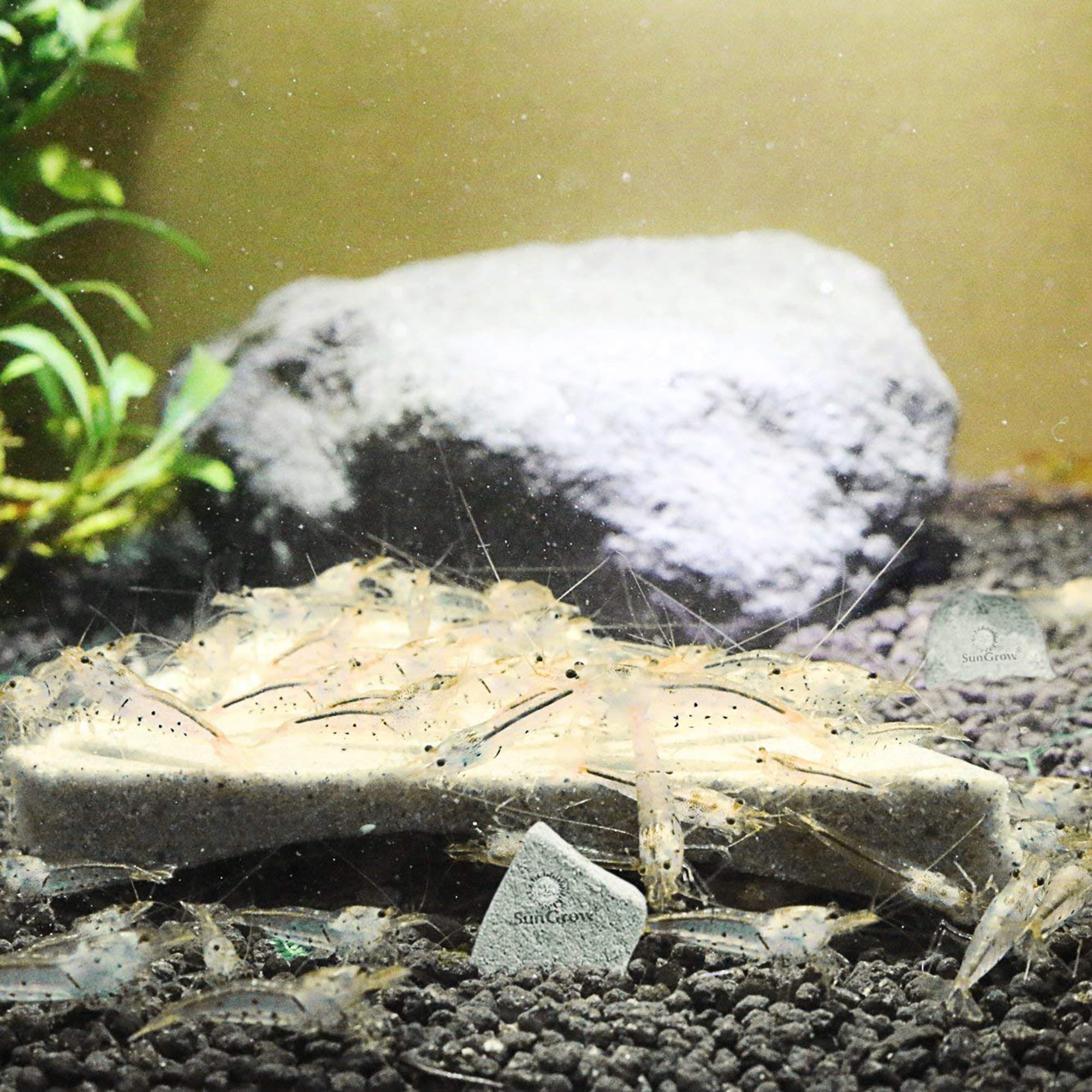 SunGrow Crystal red shrimp thriving beside ornamented rocks in crystal-clear water