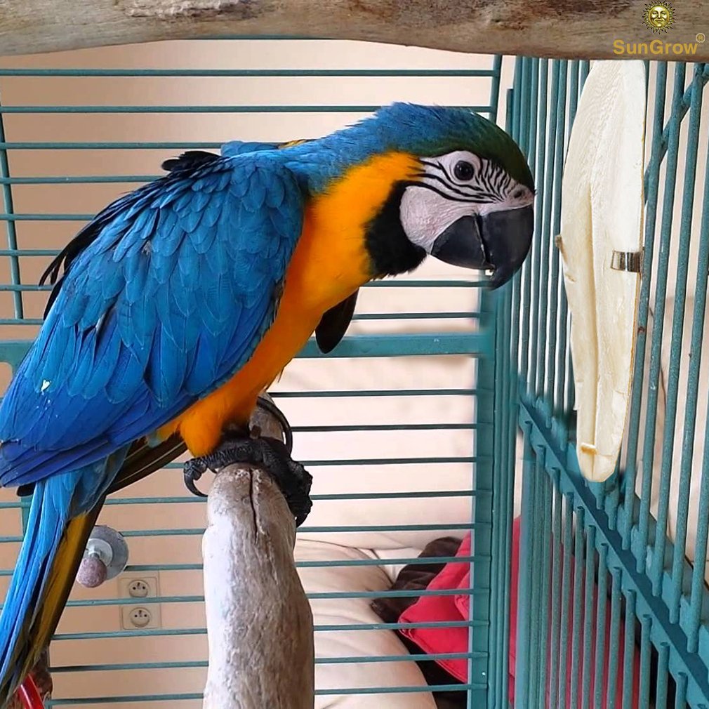 SunGrow cuttlebone cage entertainment aids enrichment and interactive chewing