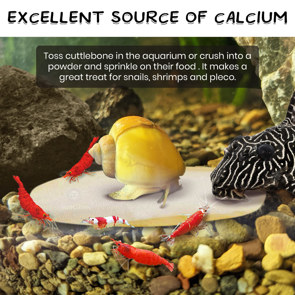 SunGrow cuttlefish bone grain-texture closeup highlighting natural chew