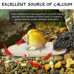 SunGrow cuttlefish bone grain-texture closeup highlighting natural chew
