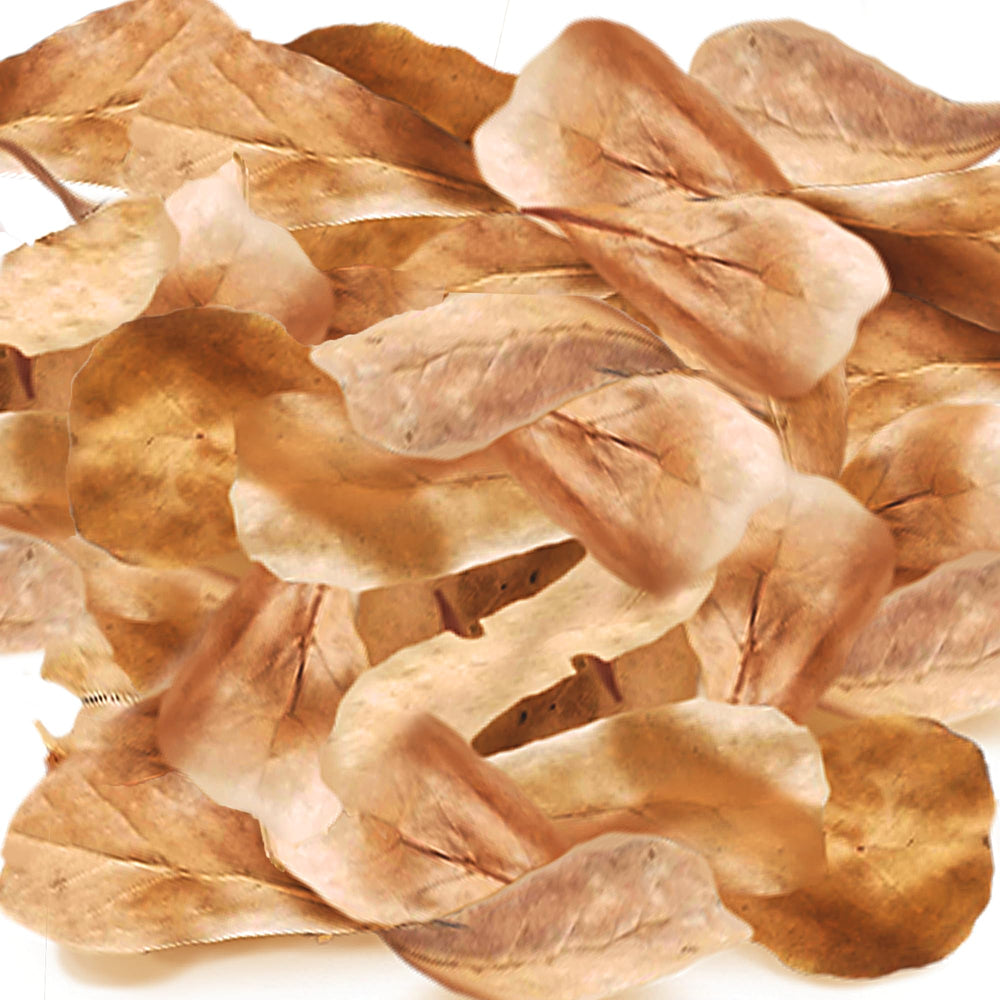 SunGrow dried Indian almond leaves for aquarium tea water tint and calm aquatic pets.