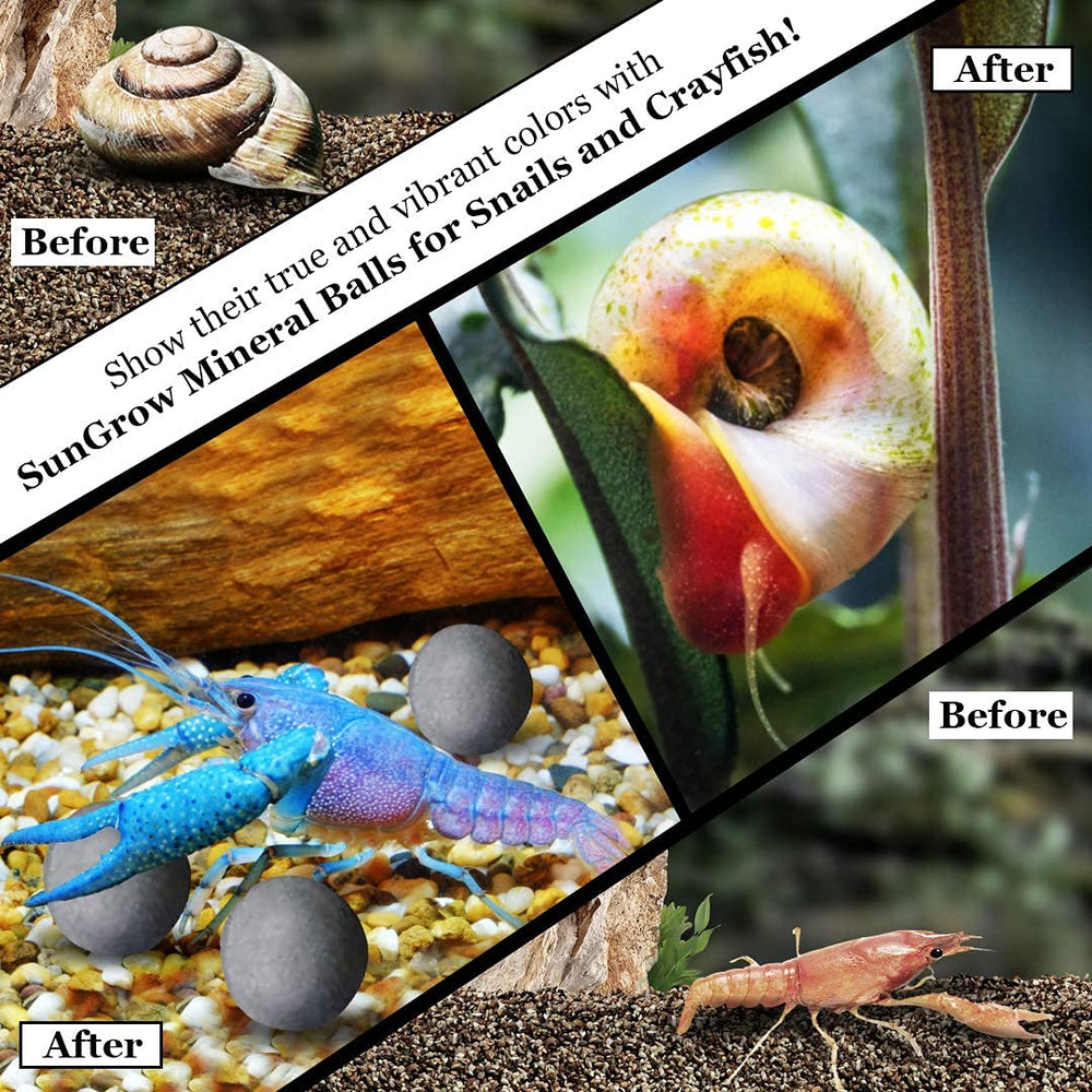 SunGrow energy balls color-impact illustrating vibrant color boost for invertebrates.