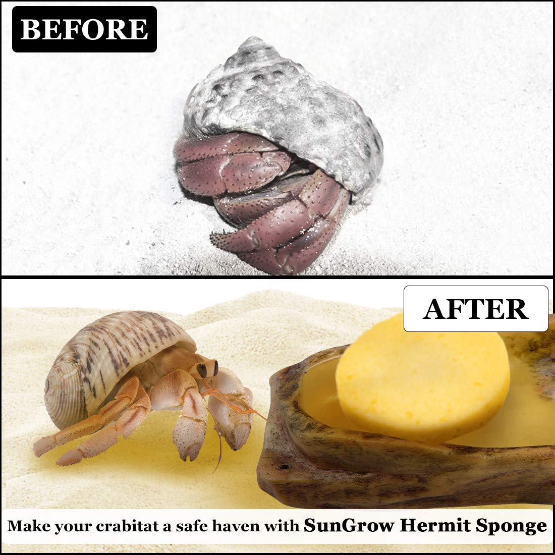 SunGrow sponge expands in water to moisten crab habitat
