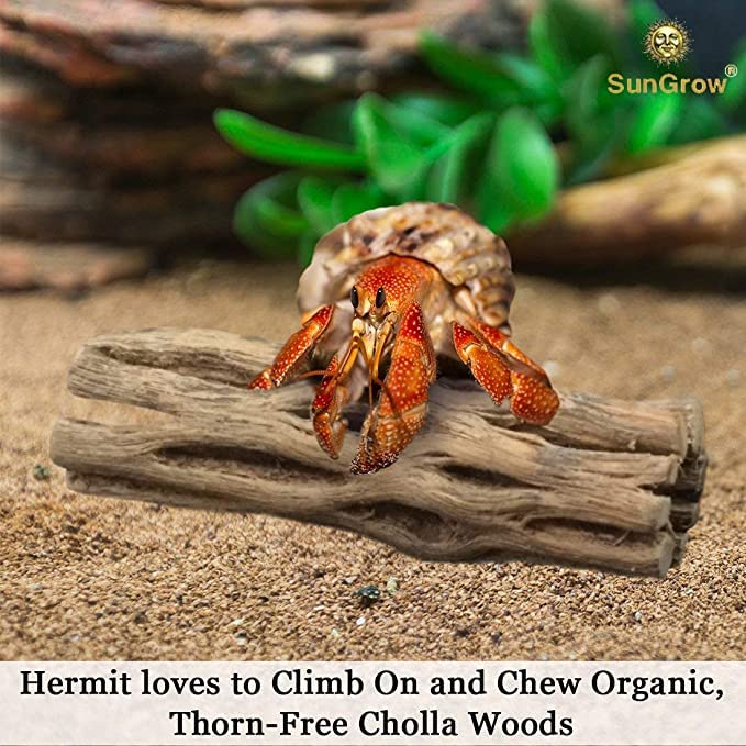 SunGrow Hermit Crab Woods chew-wood promotes natural foraging and gnawing behaviors.