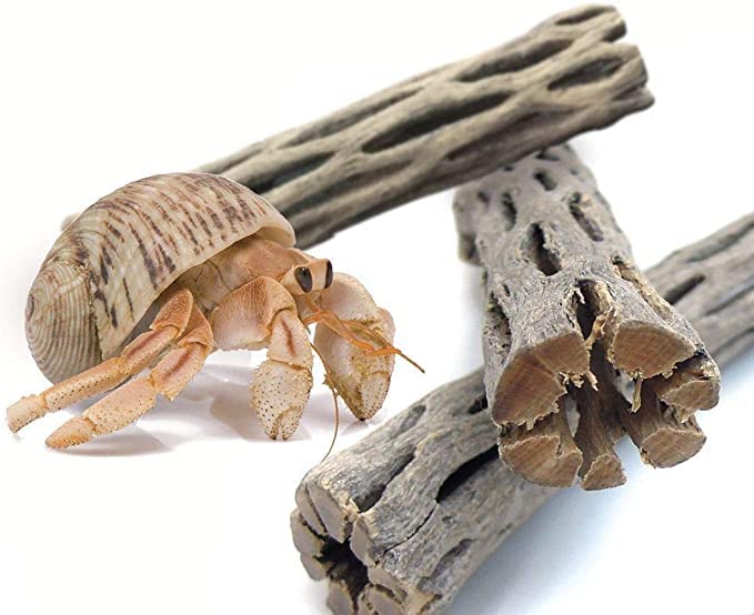 SunGrow Hermit Crab Woods climbing-logs provide safe enrichment for active explorers.