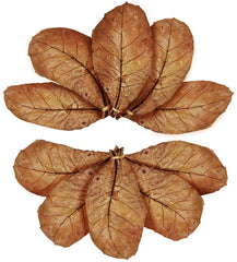 SunGrow Indian almond leaf closeup shows hand-picked quality for aquarium use.