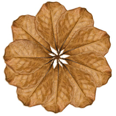 SunGrow Indian almond leaves in aquarium support habitat balance and subtle conditioning.
