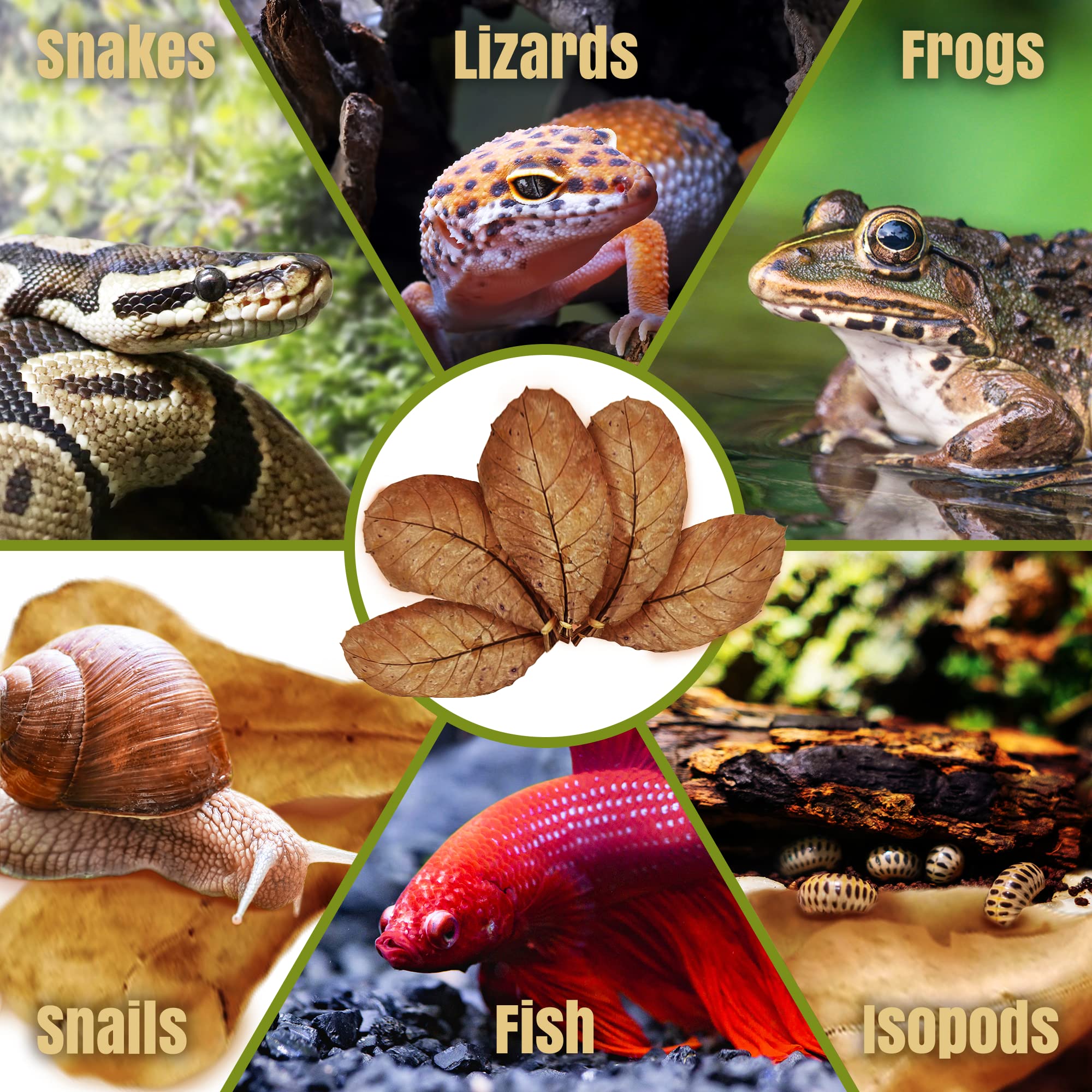 SunGrow leaf litter reduces dirt buildup on reptile scales in terrariums.