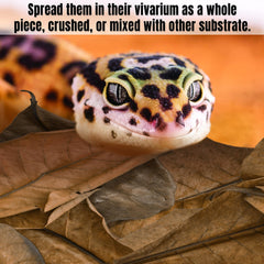 SunGrow leaf litter supports reproduction-friendly terrarium environments for ball pythons.