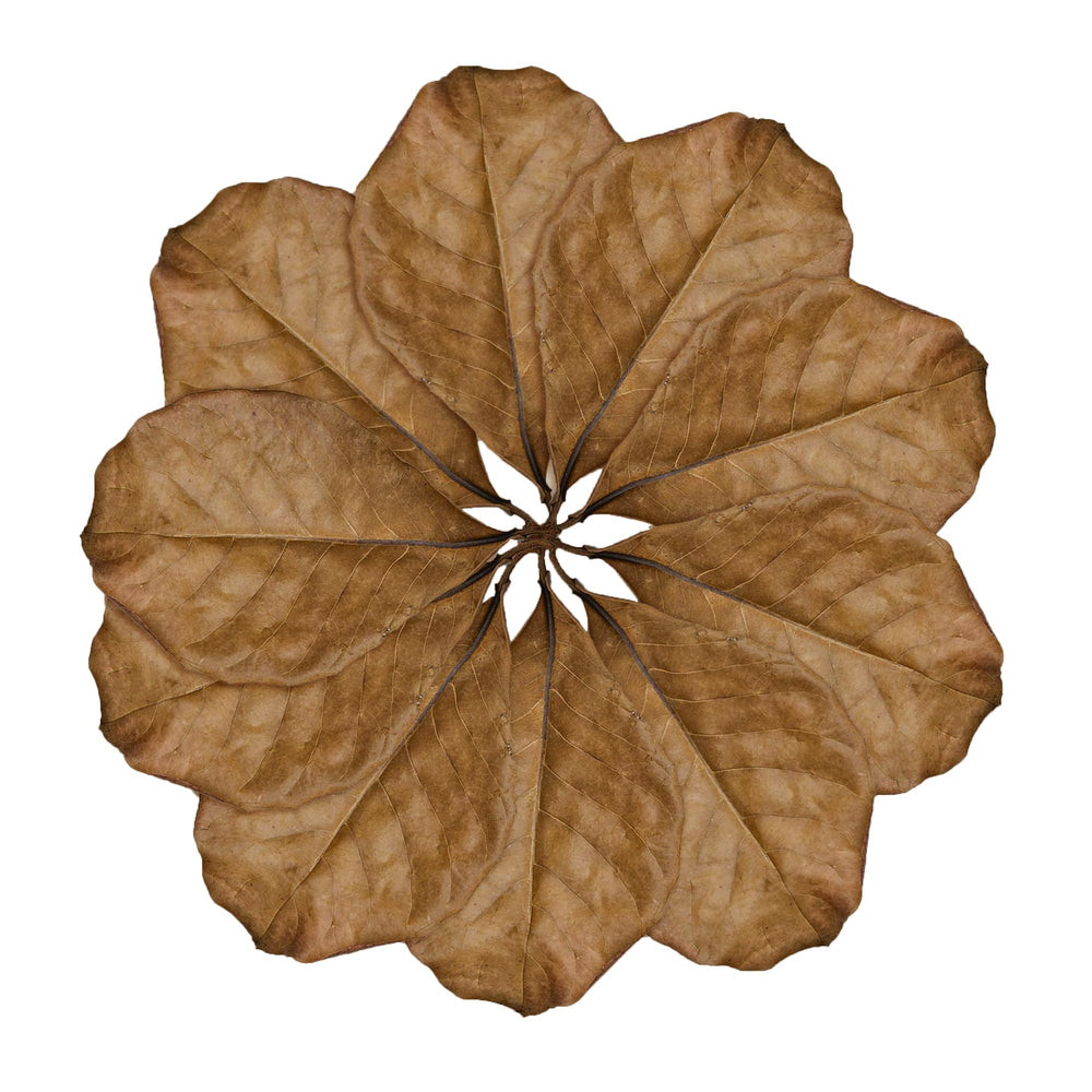 SunGrow leaf litter creates terrarium hide spaces for snakes and comfortable resting spots.