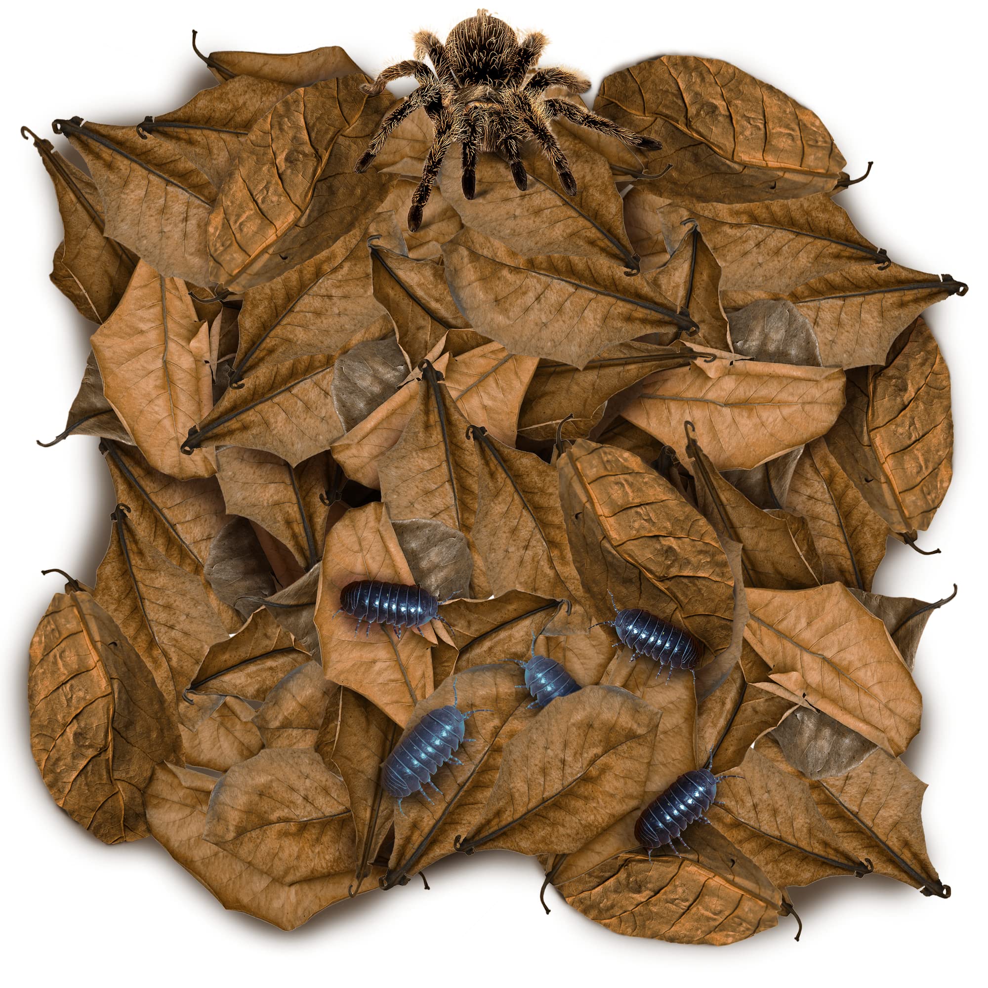 SunGrow mini Catappa leaves 2-inch pack creates secure tarantula burrows and acclimation spots.