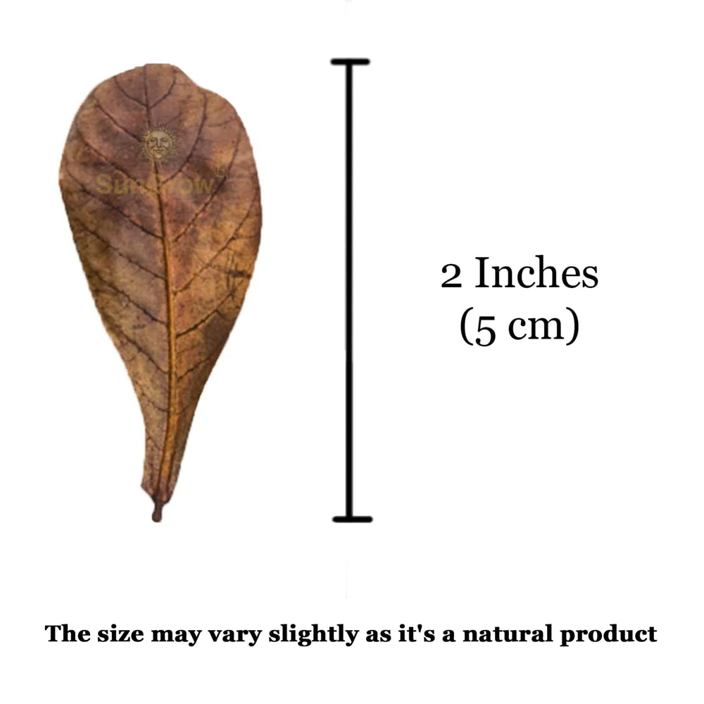 SunGrow mini Catappa leaves dried brown enclosures—easy to introduce pets to new habitats.