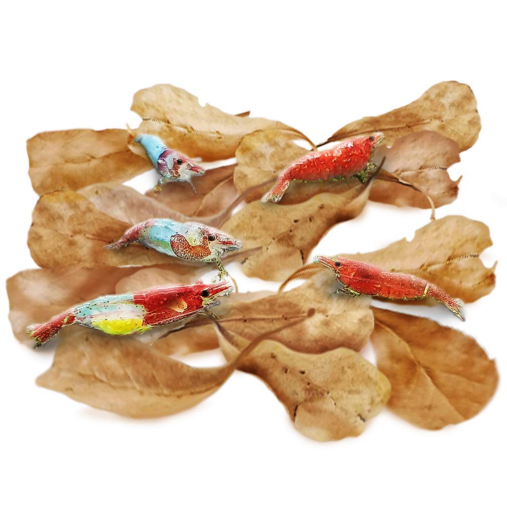 SunGrow mini catappa leaves pack for shrimp habitat enrichment