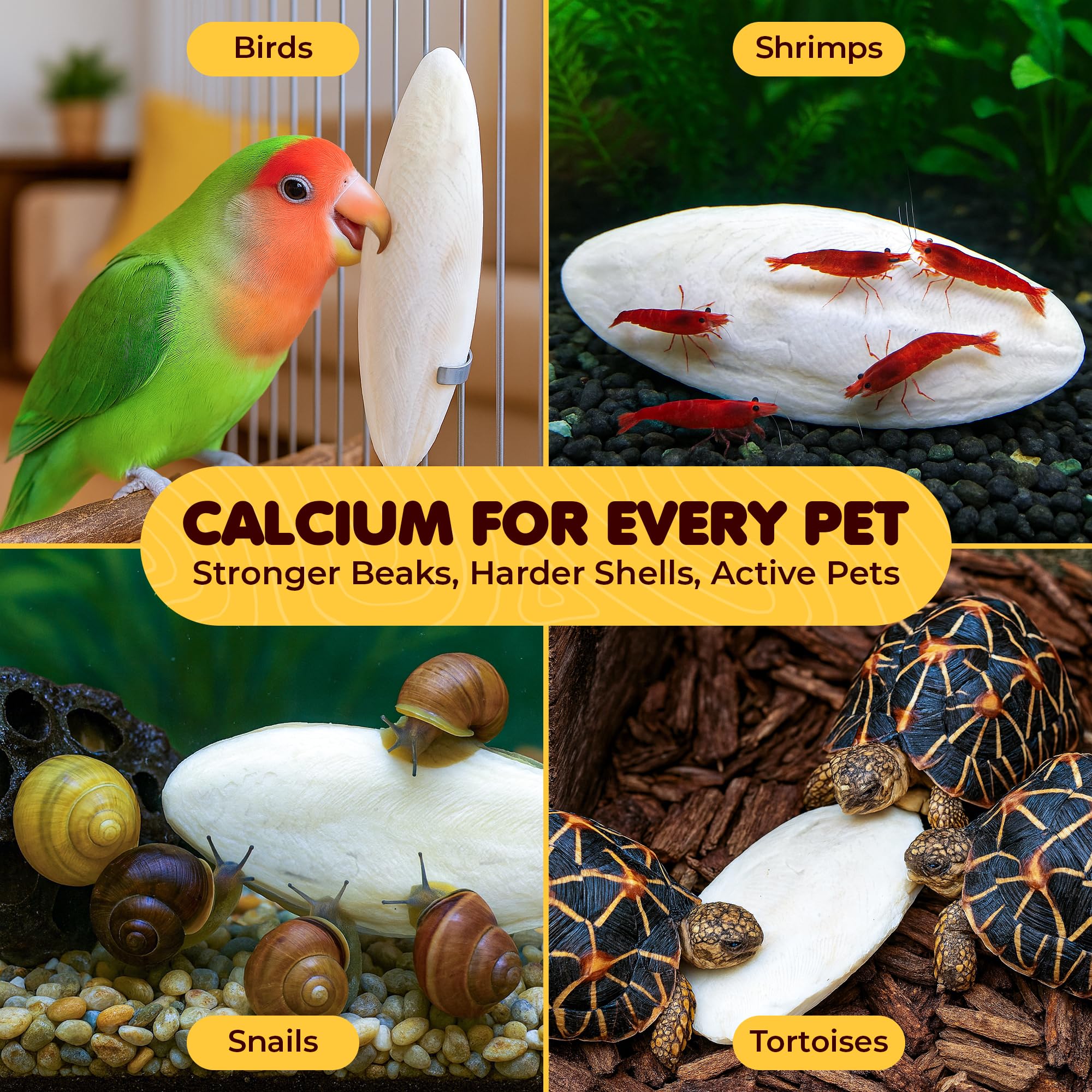SunGrow sungrow cuttlebone used by snails and turtles as calcium supplement.
