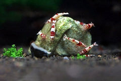 SunGrow Rocks in aquarium clear water demonstrating ion-exchange for clearer tanks
