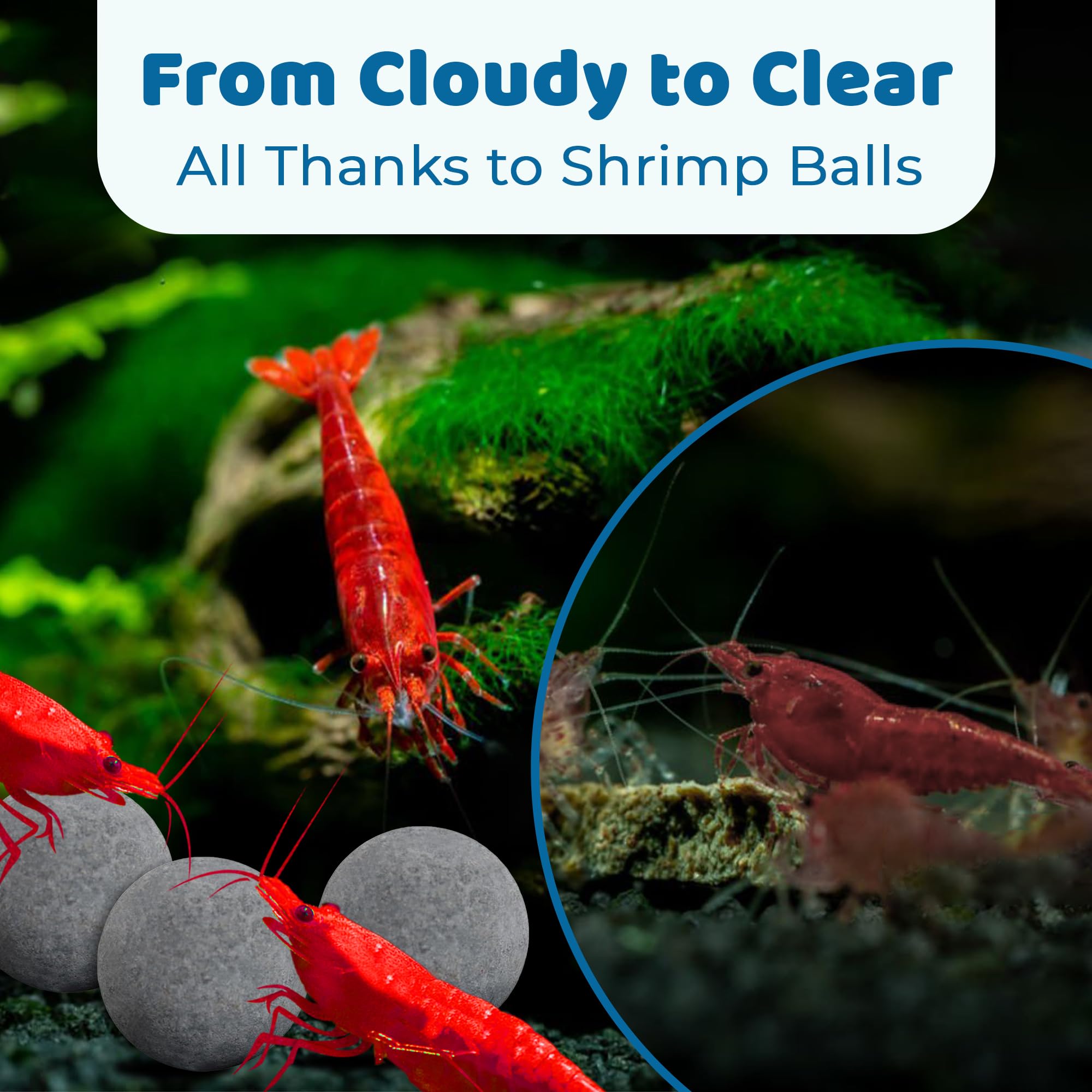 SunGrow Shrimp Balls near live plants, potential growth support for flora.