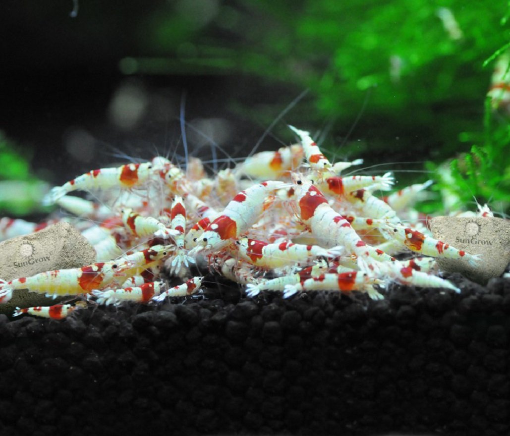 SunGrow Shrimps with rocks illustrate calcium and magnesium benefits for growth