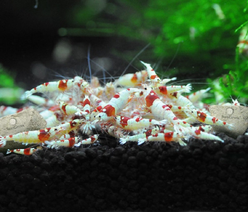 SunGrow Shrimps with rocks illustrate calcium and magnesium benefits for growth