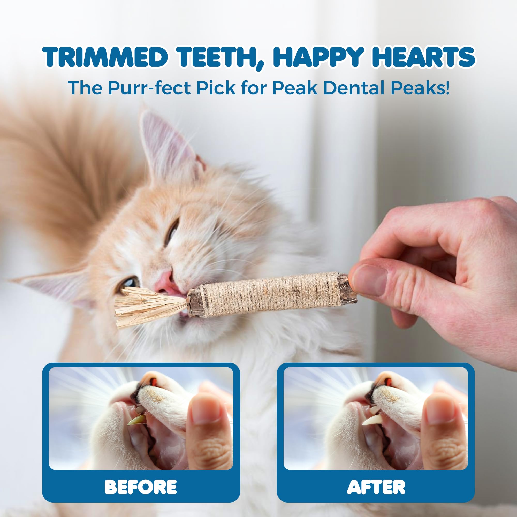 SunGrow Silvervine sticks teething kittens illustrate safe, satisfying relief during growth.