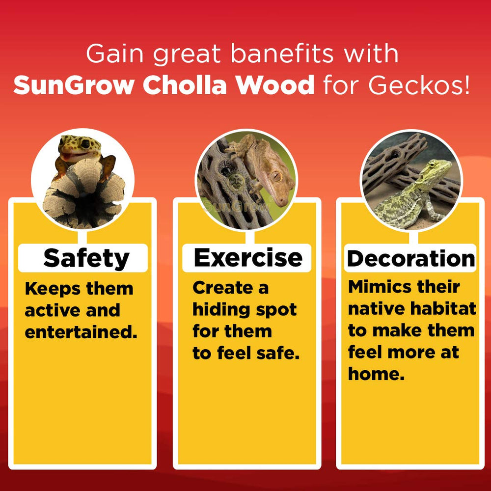 SunGrow terrarium basking setup with cholla wood enhancing heat exposure and sunning