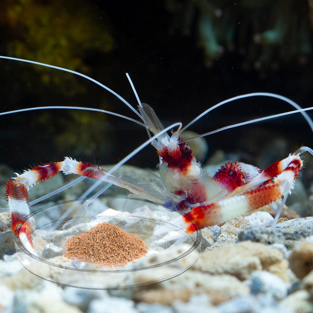 SunGrow glass shrimp dish side view shows deep basin for contained pellets.