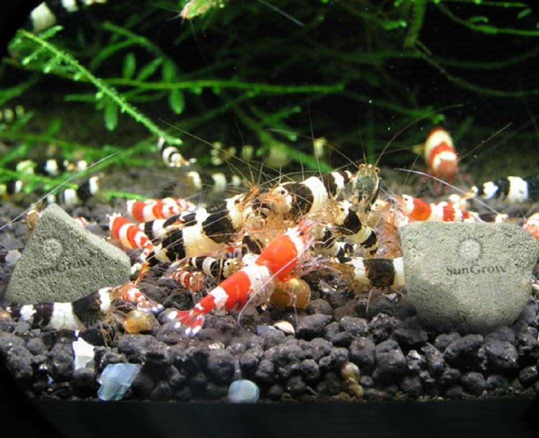 SunGrow Value Pack showing multiple stones ideal for 14-gallon to nano tanks