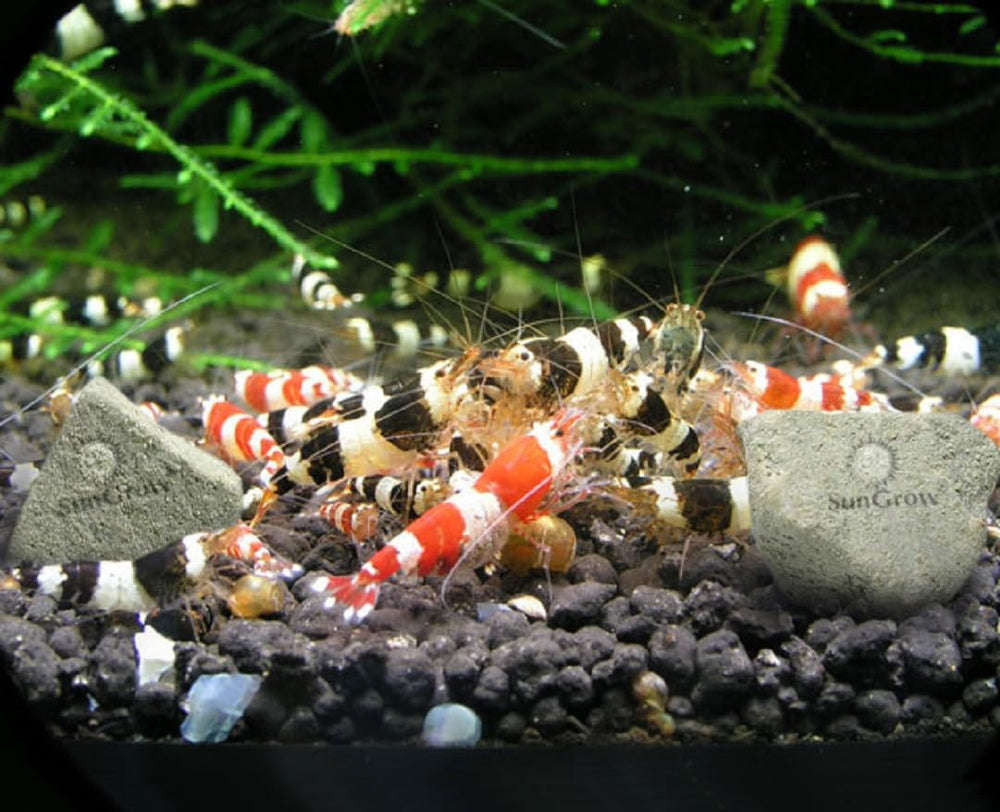 SunGrow Value Pack showing multiple stones ideal for 14-gallon to nano tanks