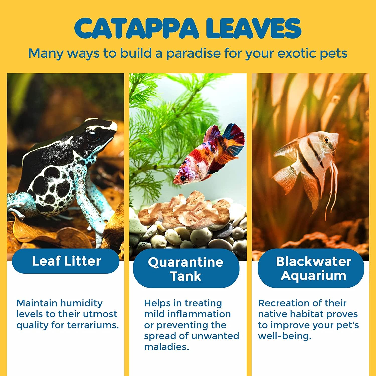 SunGrow Catappa leaves demonstrate flavonoid-rich water conditioning and pH-lowering potential in a tank.