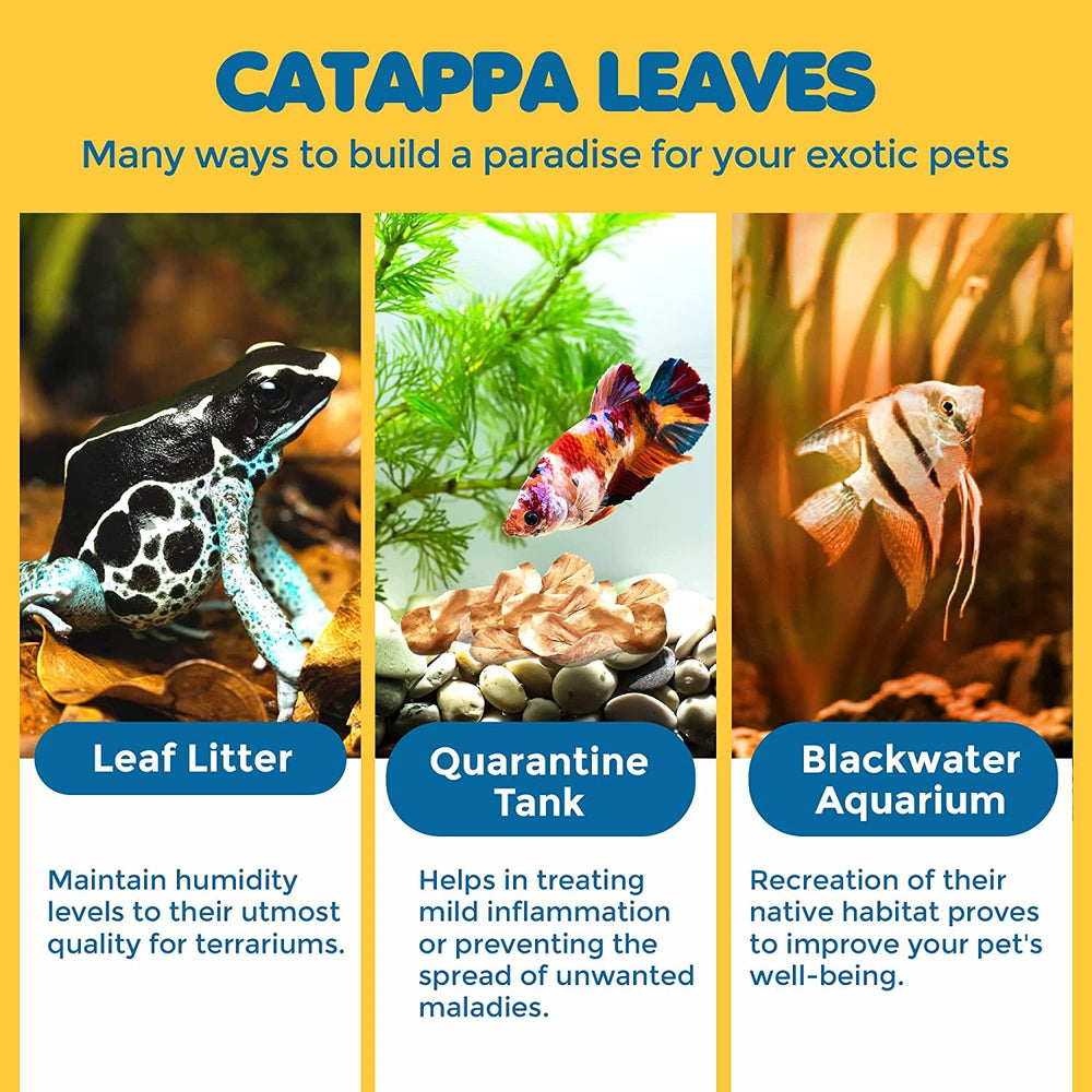 SunGrow Catappa leaves demonstrate flavonoid-rich water conditioning and pH-lowering potential in a tank.