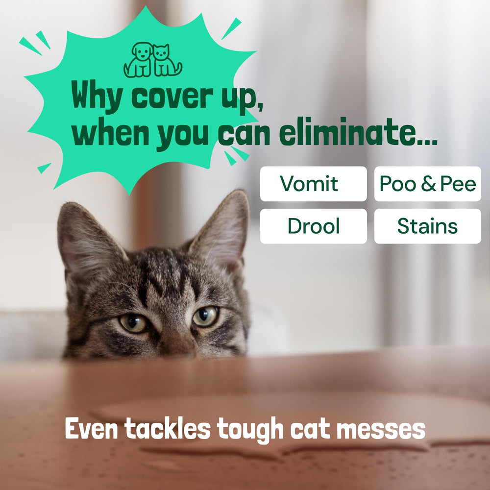 Sunny & Honey enzyme cleaner treating a pet stain on carpet