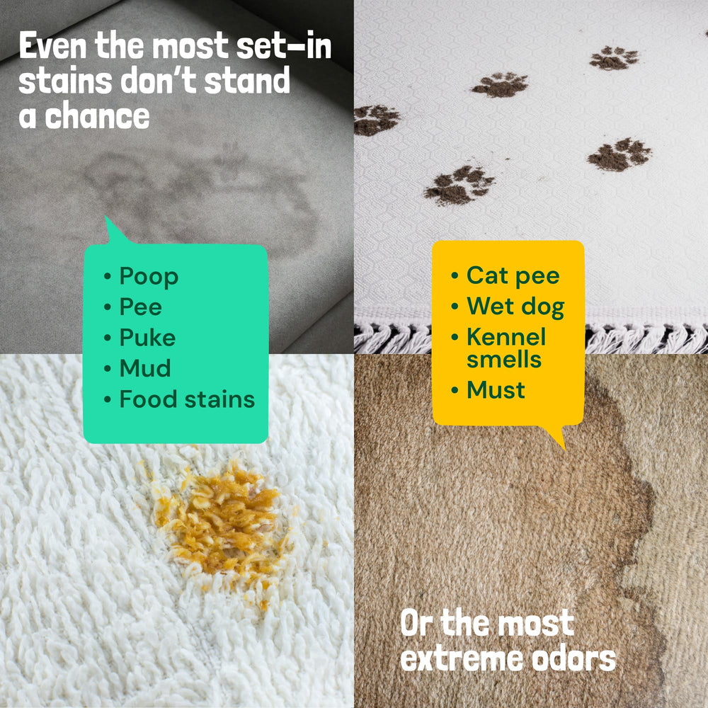 Sunny & Honey living room image shows mint scent refreshing space