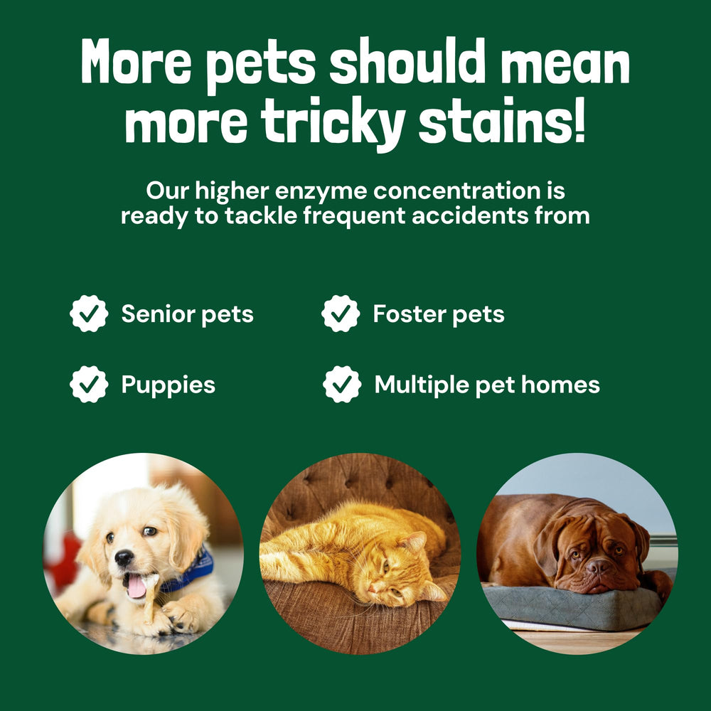 Sunny & Honey mattress-clean close-up suggests comfortable, fresh sleeping surfaces