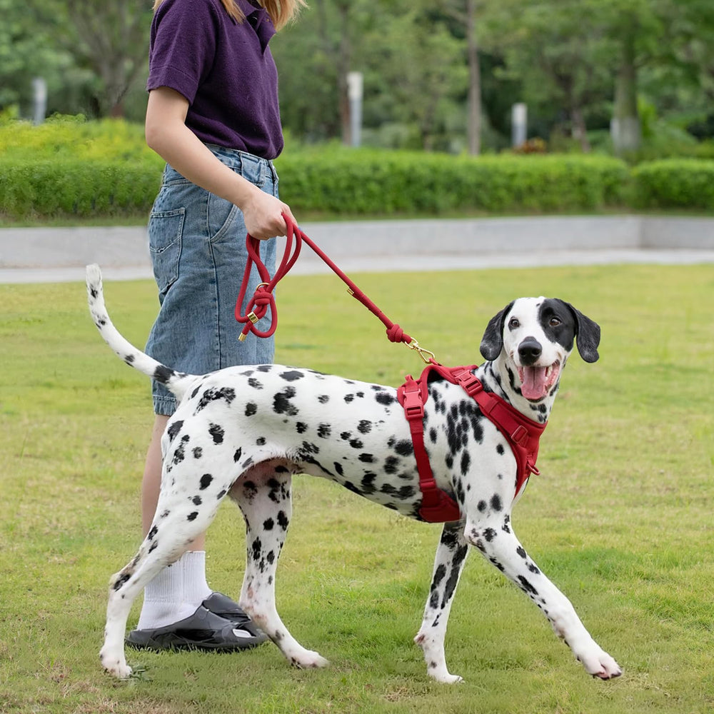Sunraymascota Burgundy Red leash color option showcases vibrant daily style