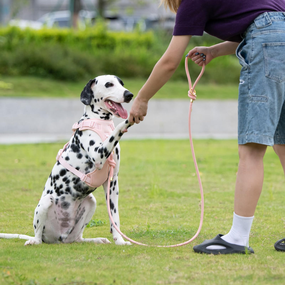 Sunraymascota leash soft padded handle promotes extended-walk comfort